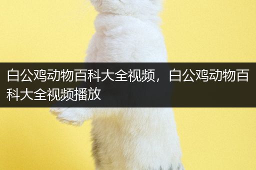 白公鸡动物百科大全视频，白公鸡动物百科大全视频播放