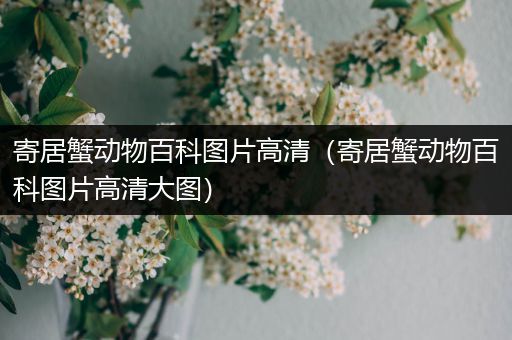 寄居蟹动物百科图片高清（寄居蟹动物百科图片高清大图）