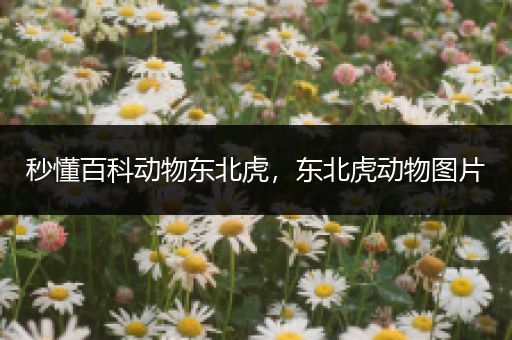 秒懂百科动物东北虎，东北虎动物图片