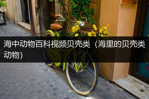 海中动物百科视频贝壳类（海里的贝壳类动物）
