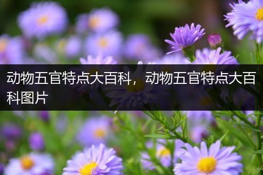 动物五官特点大百科，动物五官特点大百科图片