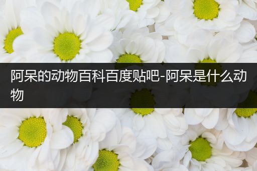 阿呆的动物百科百度贴吧-阿呆是什么动物