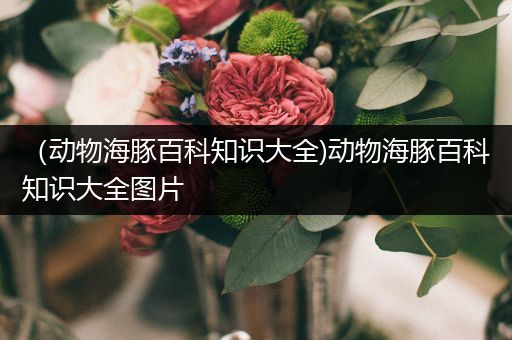 （动物海豚百科知识大全)动物海豚百科知识大全图片