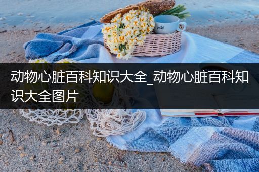 动物心脏百科知识大全_动物心脏百科知识大全图片