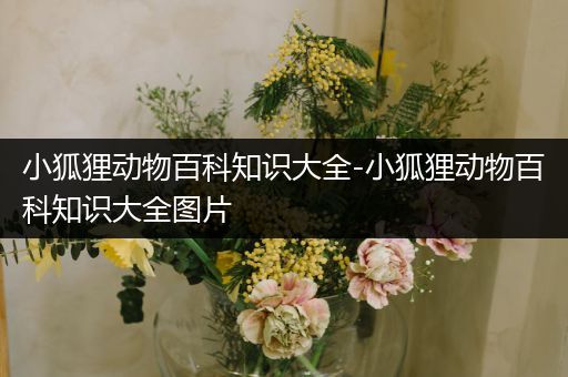小狐狸动物百科知识大全-小狐狸动物百科知识大全图片