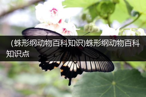 （蛛形纲动物百科知识)蛛形纲动物百科知识点