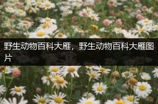 野生动物百科大雁，野生动物百科大雁图片