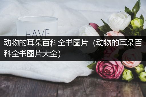 动物的耳朵百科全书图片（动物的耳朵百科全书图片大全）