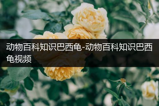 动物百科知识巴西龟-动物百科知识巴西龟视频