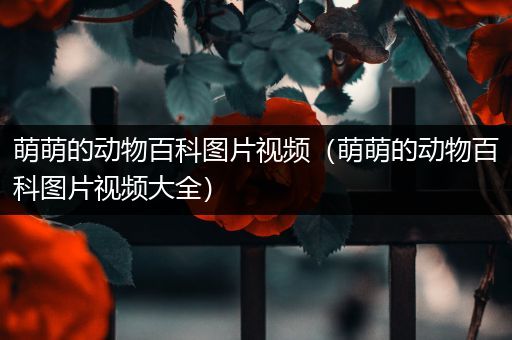 萌萌的动物百科图片视频（萌萌的动物百科图片视频大全）
