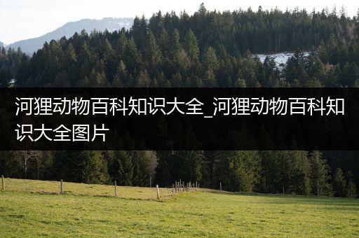 河狸动物百科知识大全_河狸动物百科知识大全图片