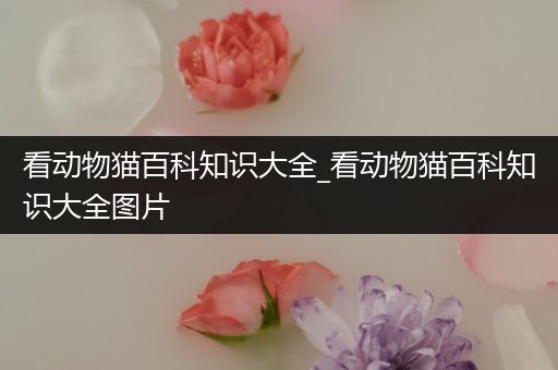 看动物猫百科知识大全_看动物猫百科知识大全图片