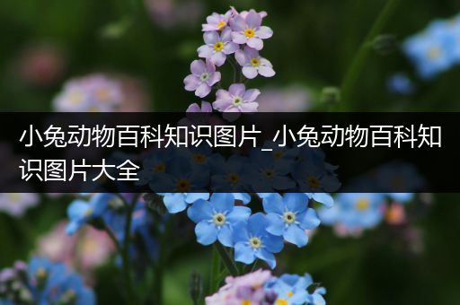 小兔动物百科知识图片_小兔动物百科知识图片大全
