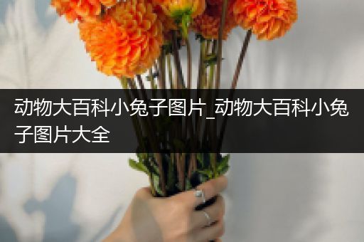 动物大百科小兔子图片_动物大百科小兔子图片大全