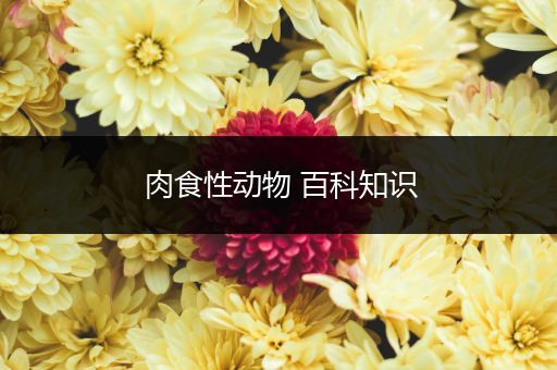 肉食性动物 百科知识
