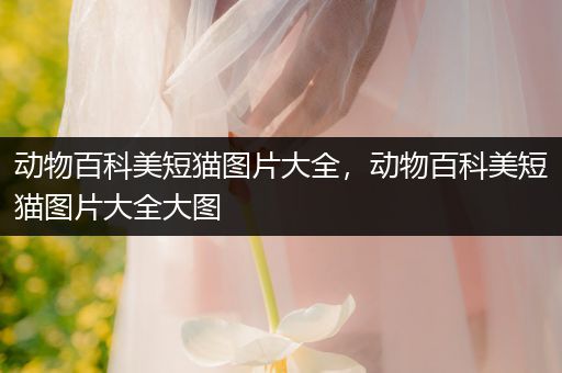 动物百科美短猫图片大全，动物百科美短猫图片大全大图