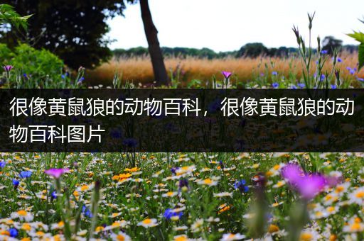 很像黄鼠狼的动物百科，很像黄鼠狼的动物百科图片