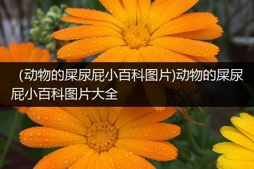 （动物的屎尿屁小百科图片)动物的屎尿屁小百科图片大全