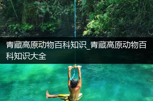 青藏高原动物百科知识_青藏高原动物百科知识大全
