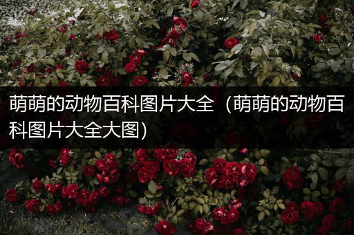 萌萌的动物百科图片大全（萌萌的动物百科图片大全大图）