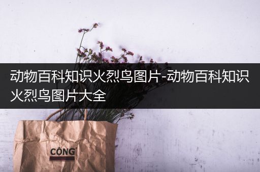 动物百科知识火烈鸟图片-动物百科知识火烈鸟图片大全