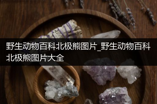 野生动物百科北极熊图片_野生动物百科北极熊图片大全