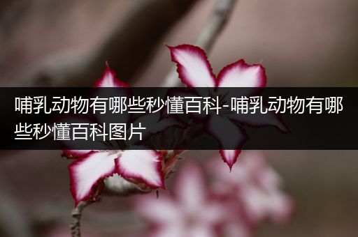 哺乳动物有哪些秒懂百科-哺乳动物有哪些秒懂百科图片