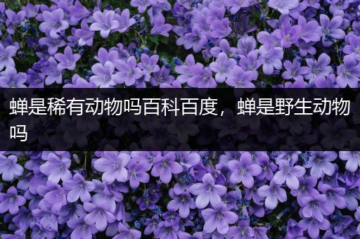 蝉是稀有动物吗百科百度，蝉是野生动物吗