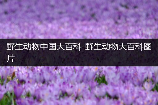 野生动物中国大百科-野生动物大百科图片