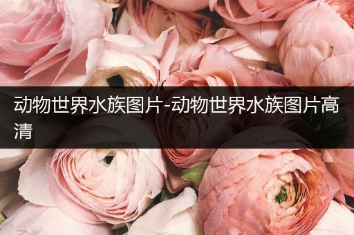 动物世界水族图片-动物世界水族图片高清