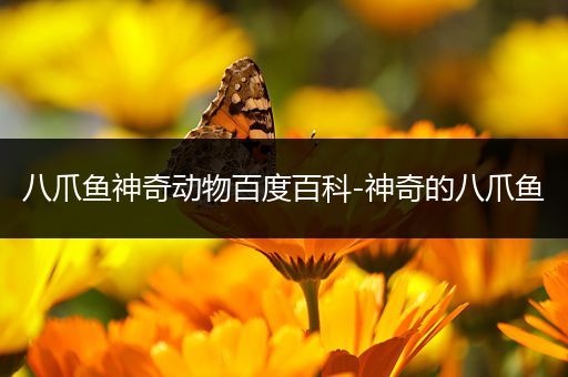 八爪鱼神奇动物百度百科-神奇的八爪鱼