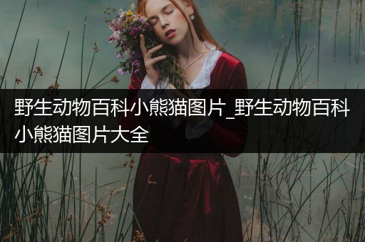 野生动物百科小熊猫图片_野生动物百科小熊猫图片大全