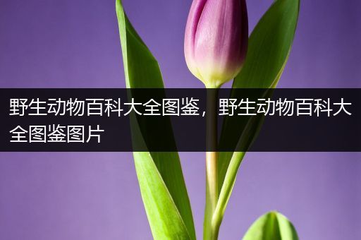 野生动物百科大全图鉴，野生动物百科大全图鉴图片
