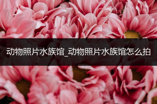 动物照片水族馆_动物照片水族馆怎么拍