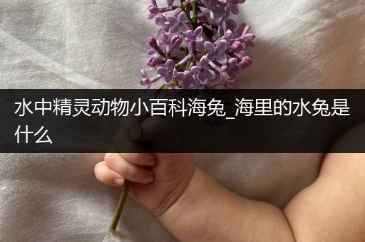 水中精灵动物小百科海兔_海里的水兔是什么