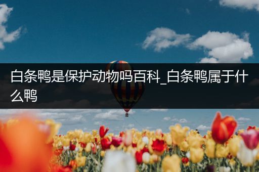 白条鸭是保护动物吗百科_白条鸭属于什么鸭