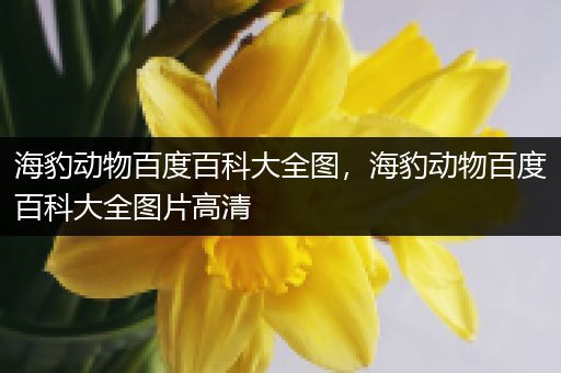 海豹动物百度百科大全图，海豹动物百度百科大全图片高清