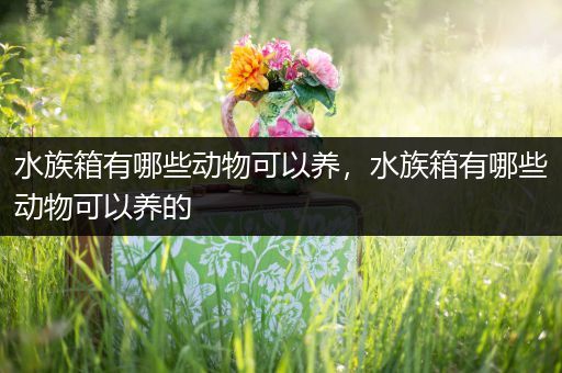 水族箱有哪些动物可以养，水族箱有哪些动物可以养的