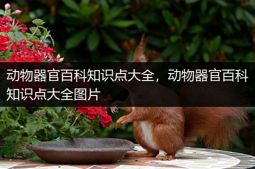 动物器官百科知识点大全，动物器官百科知识点大全图片