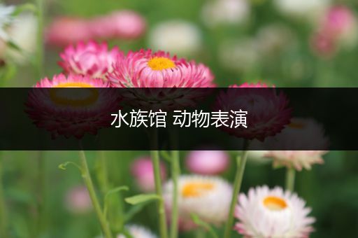 水族馆 动物表演