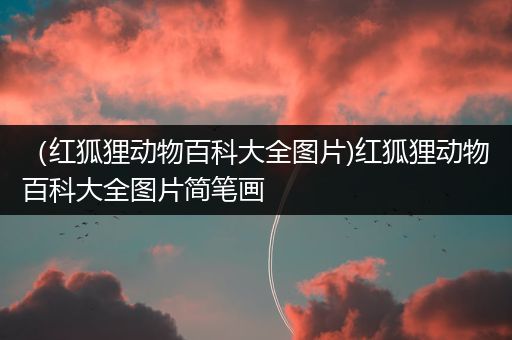 （红狐狸动物百科大全图片)红狐狸动物百科大全图片简笔画