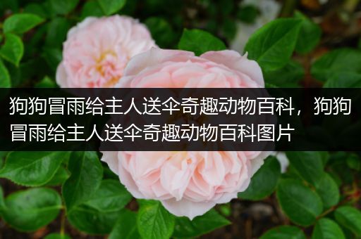 狗狗冒雨给主人送伞奇趣动物百科，狗狗冒雨给主人送伞奇趣动物百科图片
