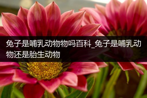 兔子是哺乳动物物吗百科_兔子是哺乳动物还是胎生动物