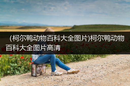 （柯尔鸭动物百科大全图片)柯尔鸭动物百科大全图片高清