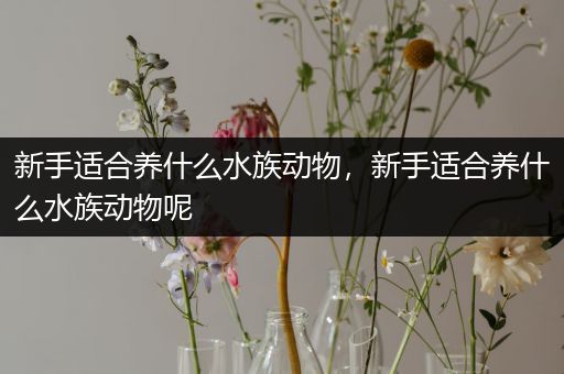 新手适合养什么水族动物，新手适合养什么水族动物呢
