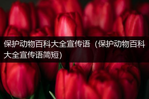 保护动物百科大全宣传语（保护动物百科大全宣传语简短）
