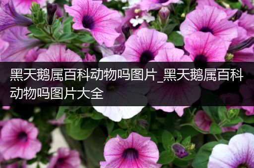 黑天鹅属百科动物吗图片_黑天鹅属百科动物吗图片大全