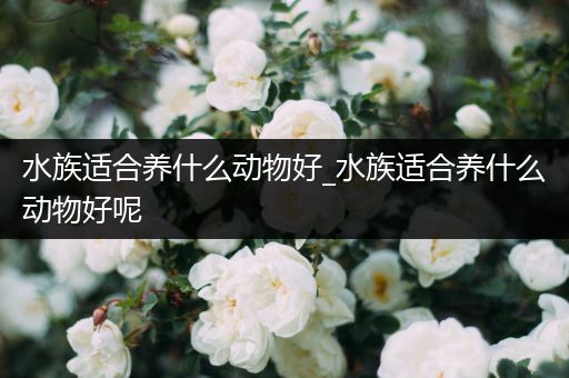水族适合养什么动物好_水族适合养什么动物好呢