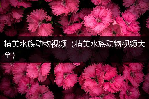 精美水族动物视频（精美水族动物视频大全）