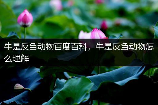 牛是反刍动物百度百科，牛是反刍动物怎么理解